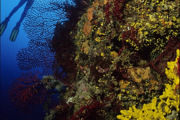 TrogirDivingSites19.jpg