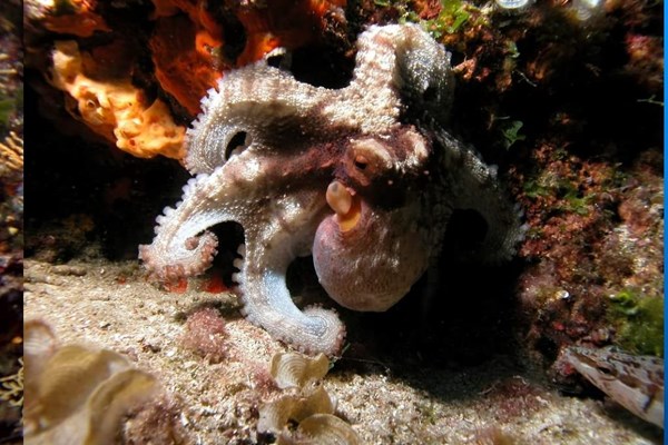 TrogirDivingSites04.jpg