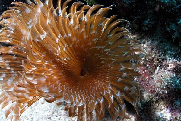 TrogirDivingSites05.jpg