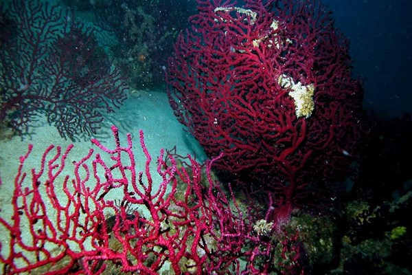 TrogirDivingSites07.jpg
