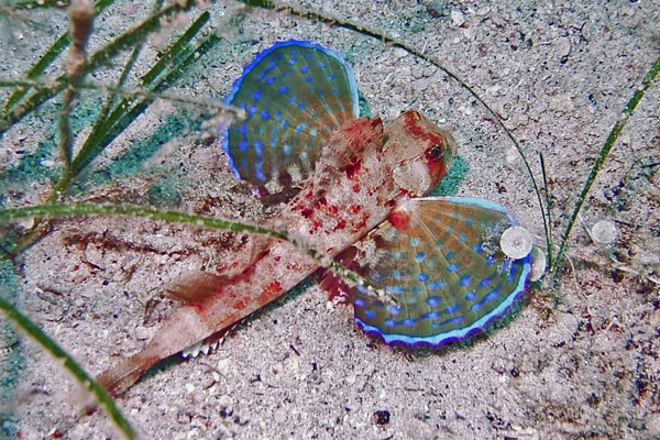 TrogirDivingSites08.jpg