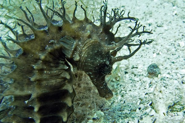TrogirDivingSites09.jpg