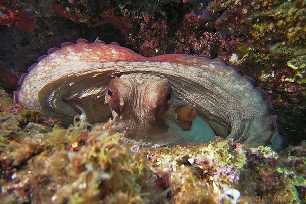 TrogirDivingSites10.jpg