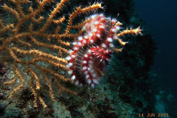 TrogirDivingSites11.jpg