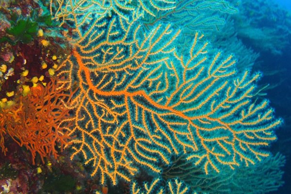 TrogirDivingSites12.jpg