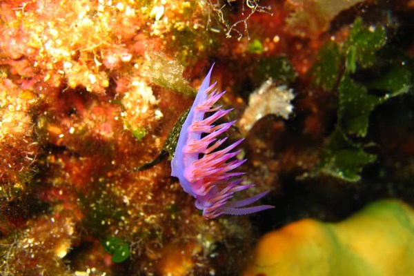 TrogirDivingSites13.jpg