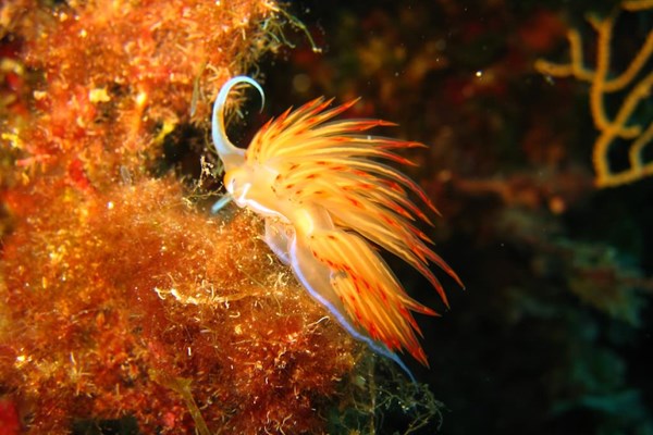 TrogirDivingSites14.jpg