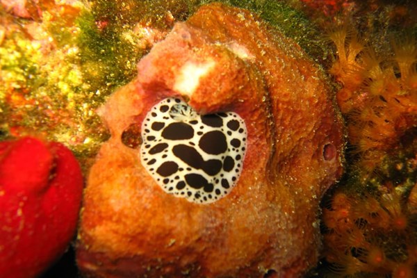 TrogirDivingSites15.jpg