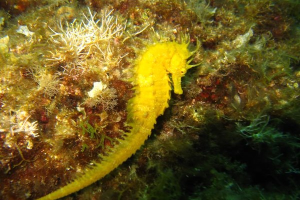 TrogirDivingSites16.jpg