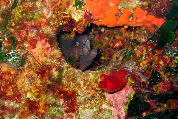 TrogirDivingSites17.jpg