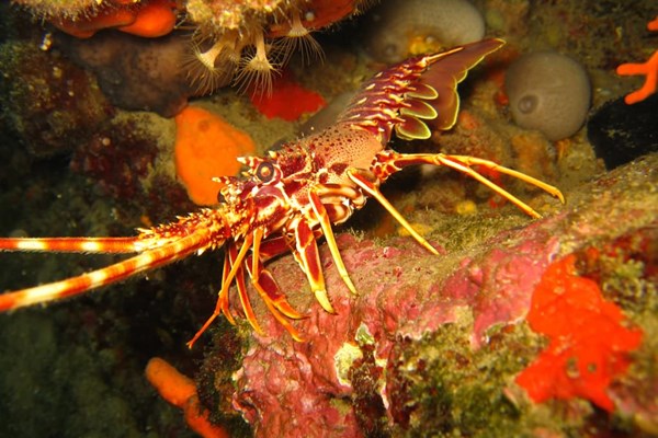 TrogirDivingSites18.jpg