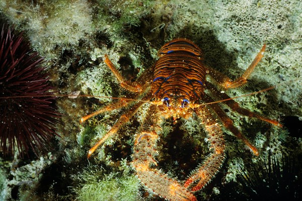 24 Galathea strigosa Foto Gerald Kapfer.jpg