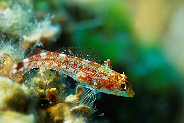 28 Blenniella Foto Gerald Kapfer.jpg