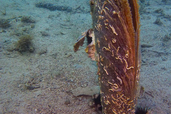 46 Pinna nobilis Foto Gerald Kapfer (200).JPG