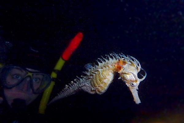 53 Hippocampus guttulatus Trogier  Foto Gerald Kapfer (297).JPG